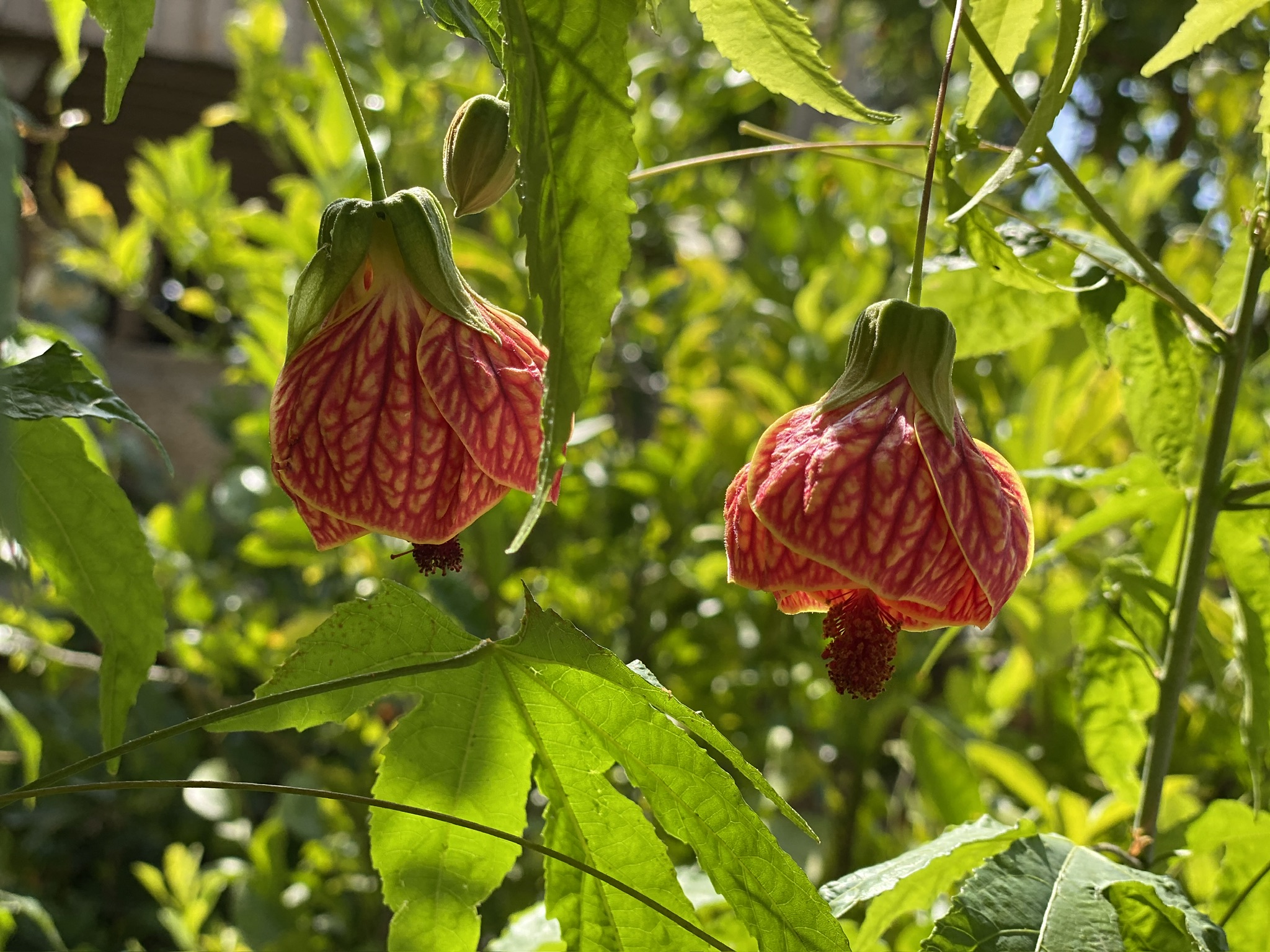 Abutilon pictum