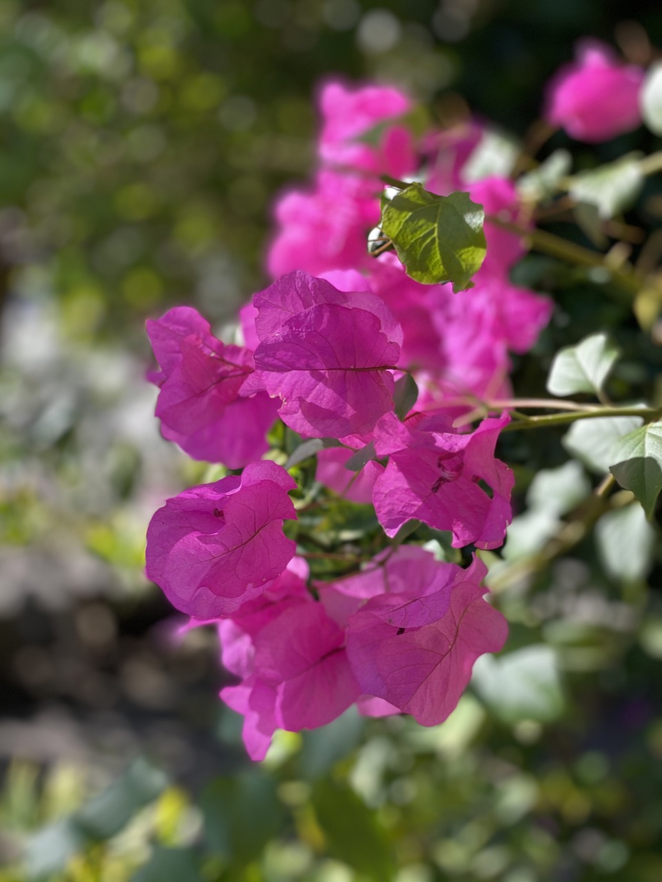 Bougainvillea