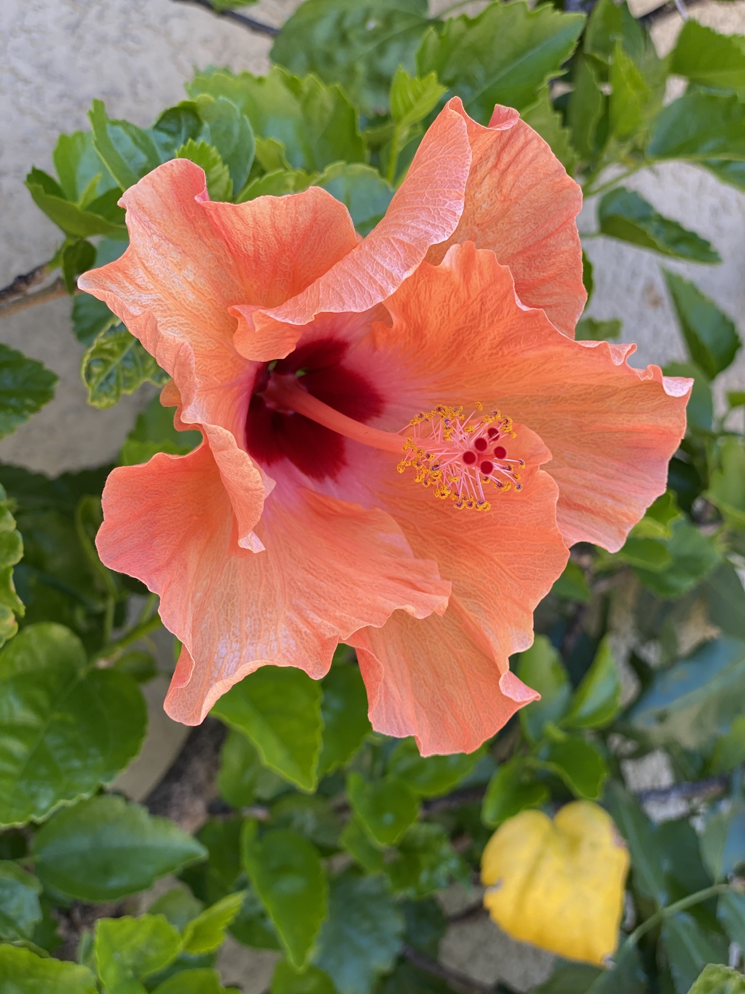 Hibiscus