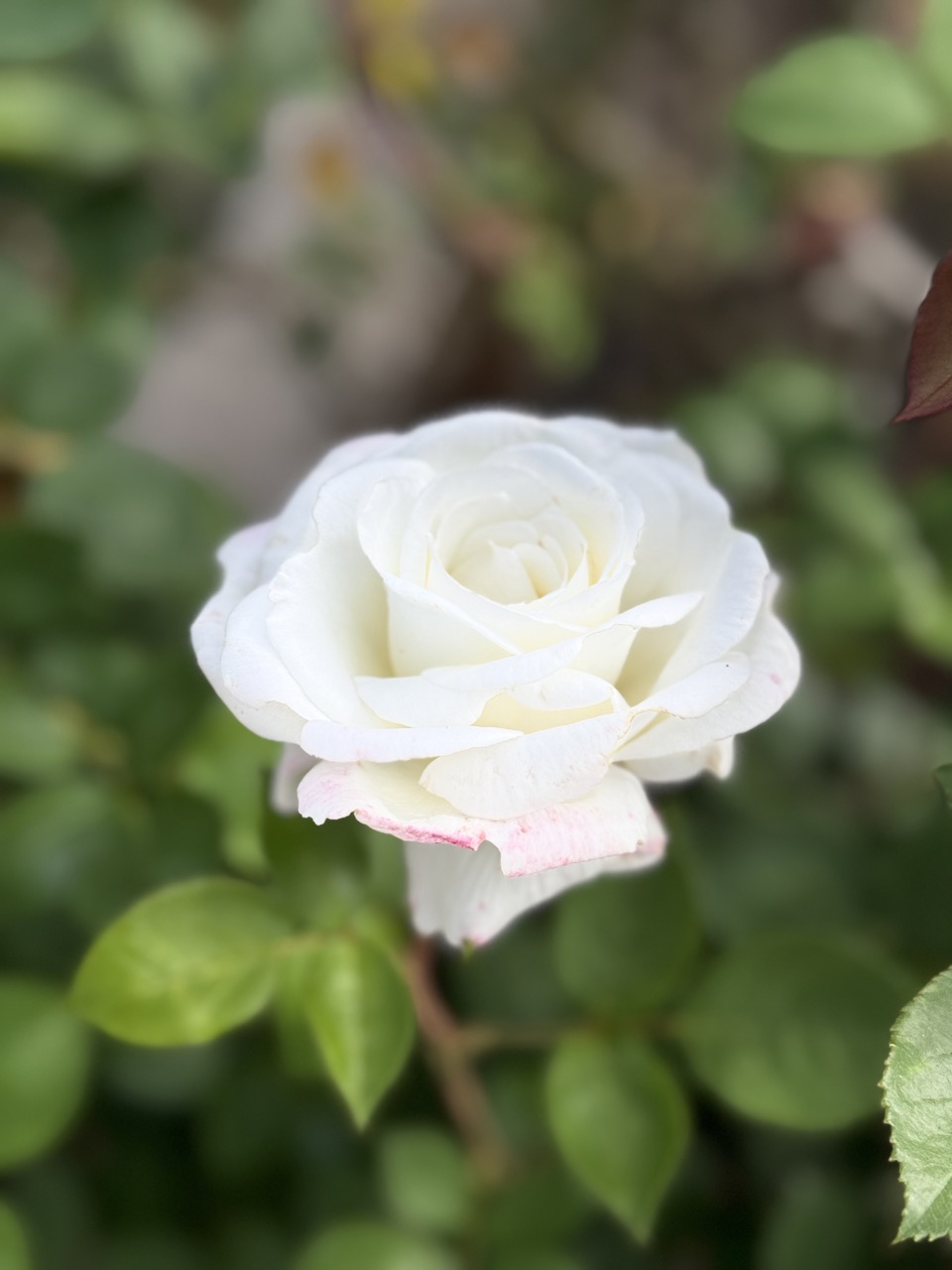 White Rose