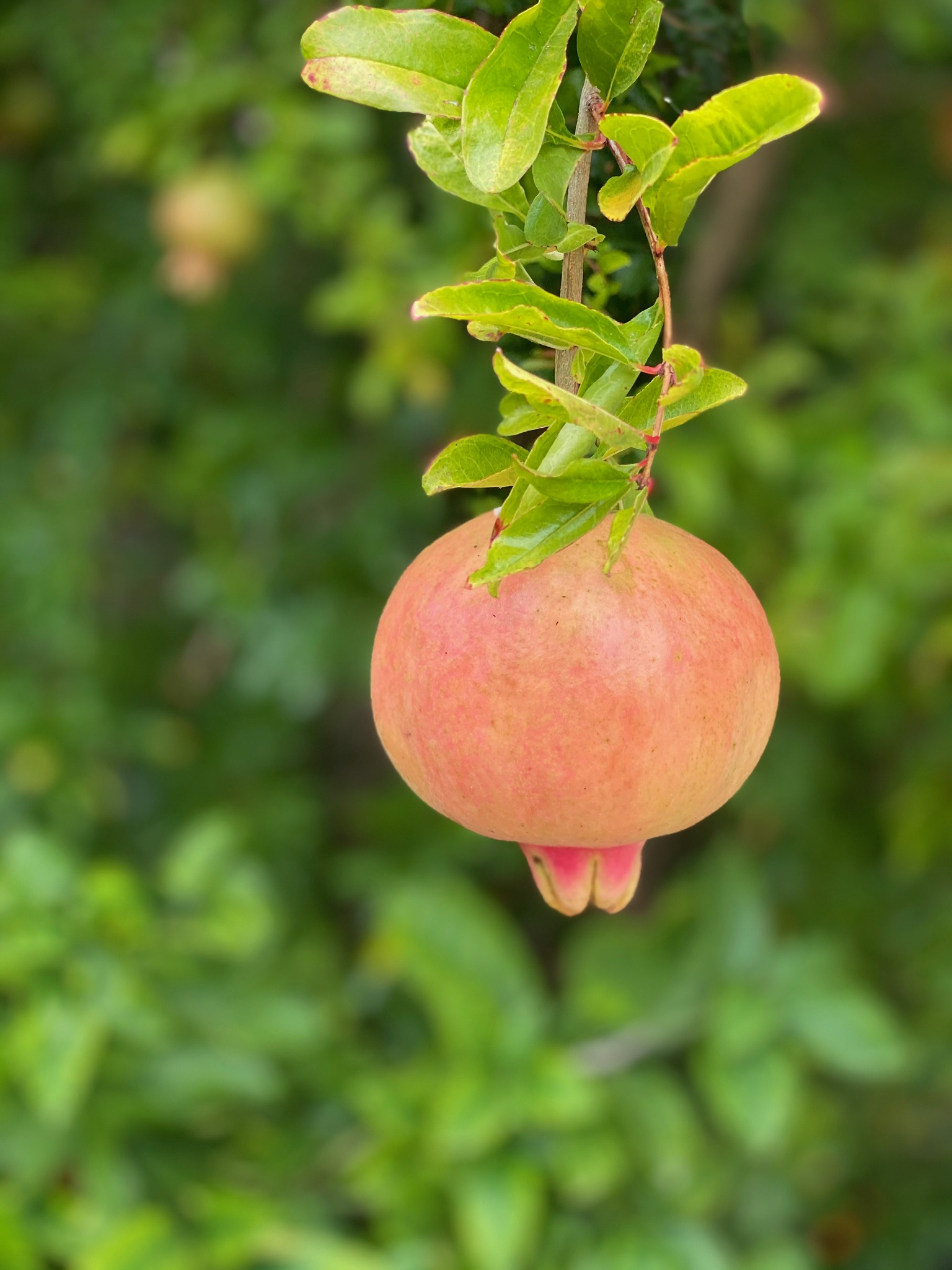 Pomegranate