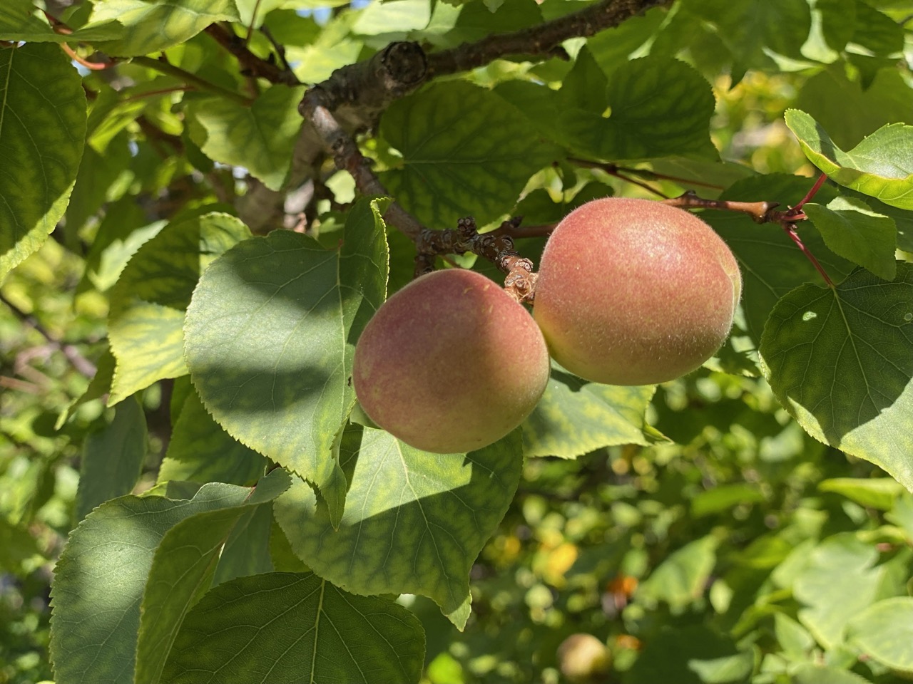 Apricot