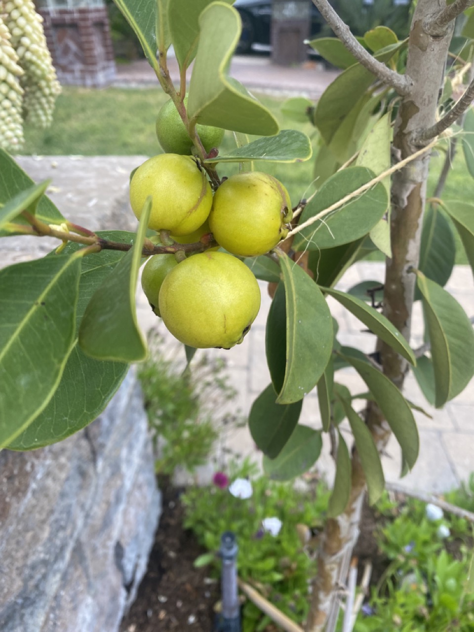 Guava