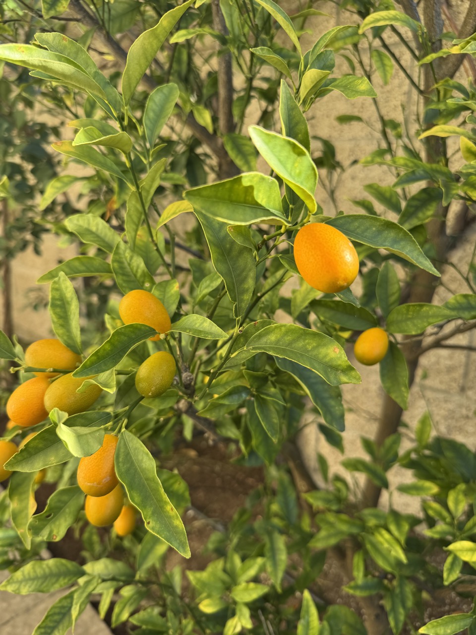 Kumquat