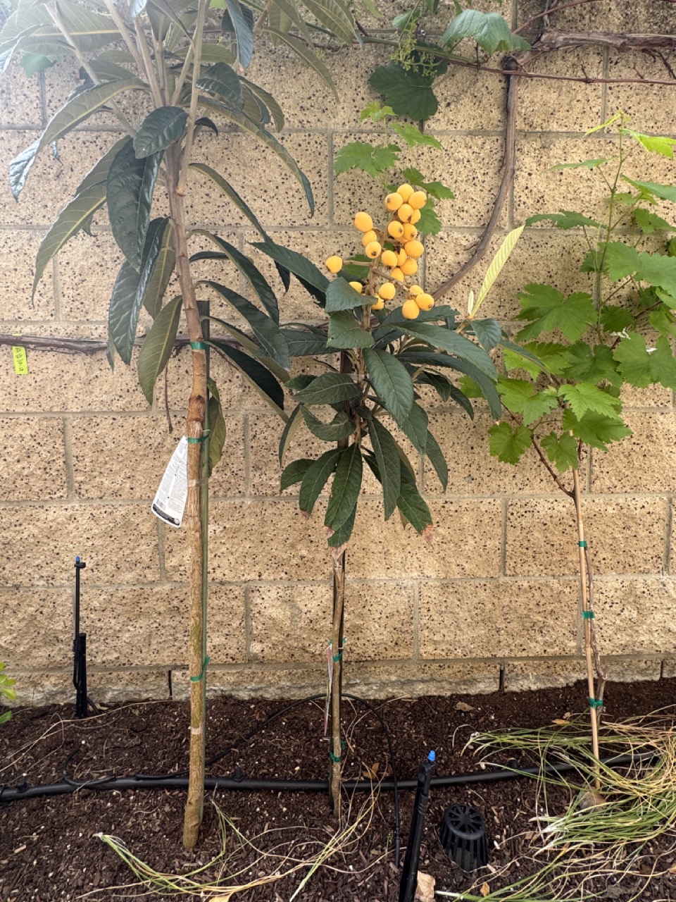 Loquat