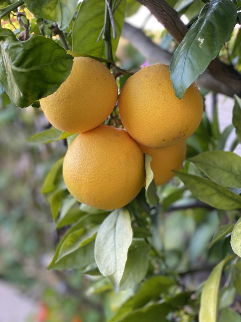 Orange