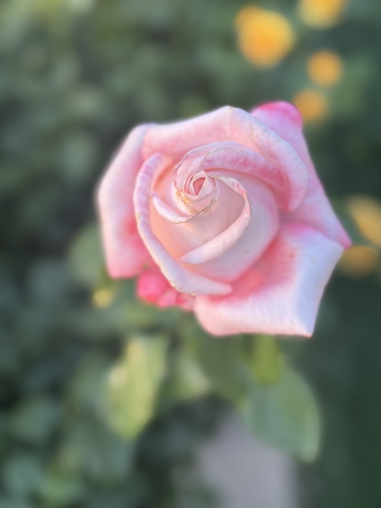 Rose8